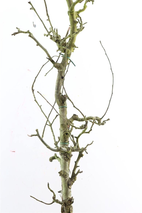 <h4>Perenhout Large 200cm Pst</h4>