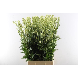 Aconitum Cloudy Bl/wit