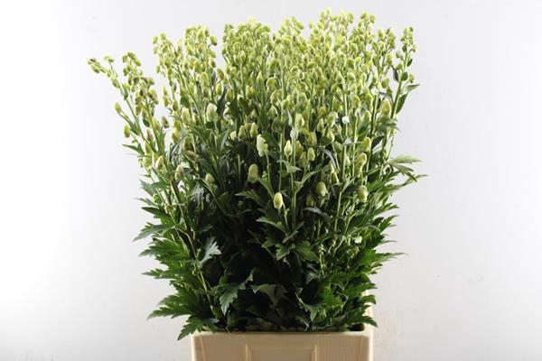<h4>Aconitum Cloudy Bl/wit</h4>