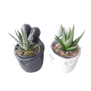 Arr.   Kamerplant Groen L%