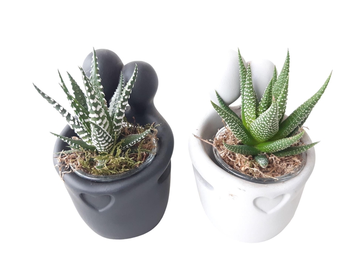 <h4>Arr.   Kamerplant Groen L%</h4>