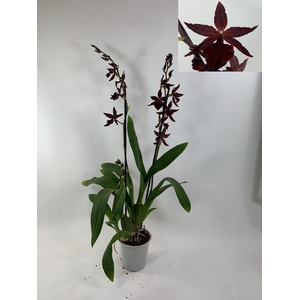 ORCHIDEEEN OVERIG