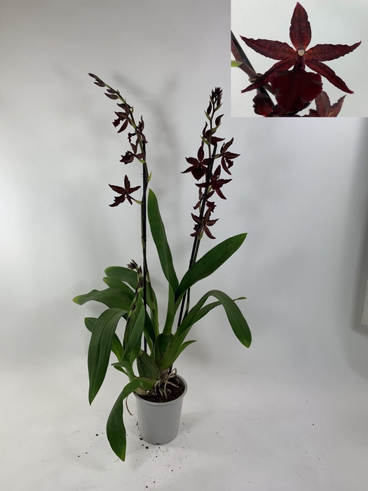 <h4>ORCHIDEEEN OVERIG</h4>