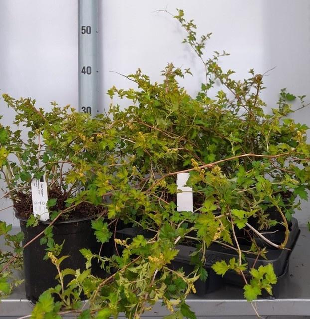 <h4>STEP INC CRISPA</h4>