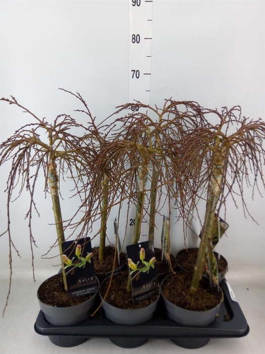<h4>Salix arbuscula</h4>