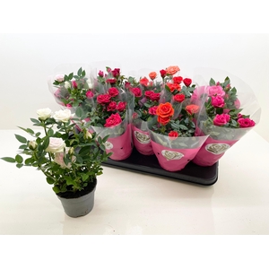 RO STAR ROSES GEM