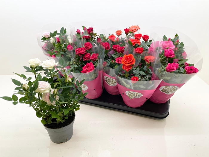 <h4>RO STAR ROSES GEM</h4>