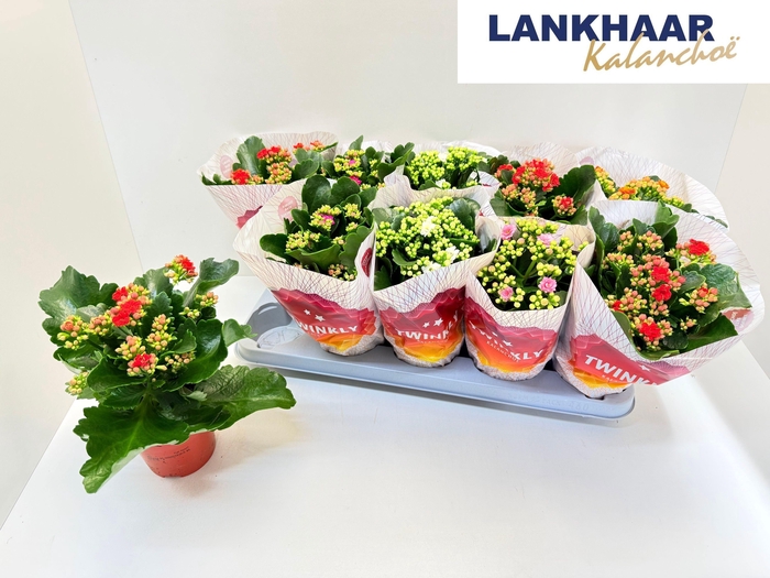 <h4>KAL GE PERF GEM 5 KL</h4>