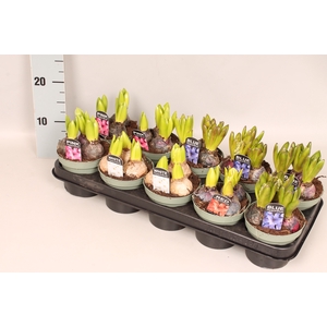 (X) Bol op pot Hyacint mix in tray