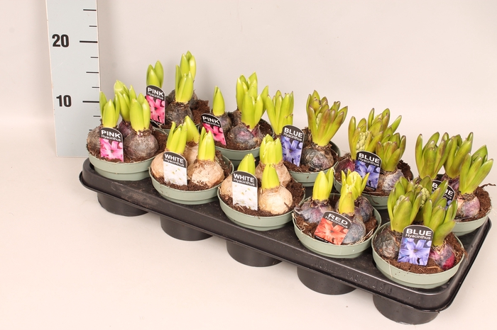 (X) Bol op pot Hyacint mix in tray