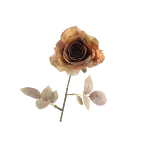 Rosa Dried Brown
