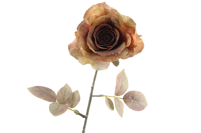 <h4>Rosa Dried Brown</h4>