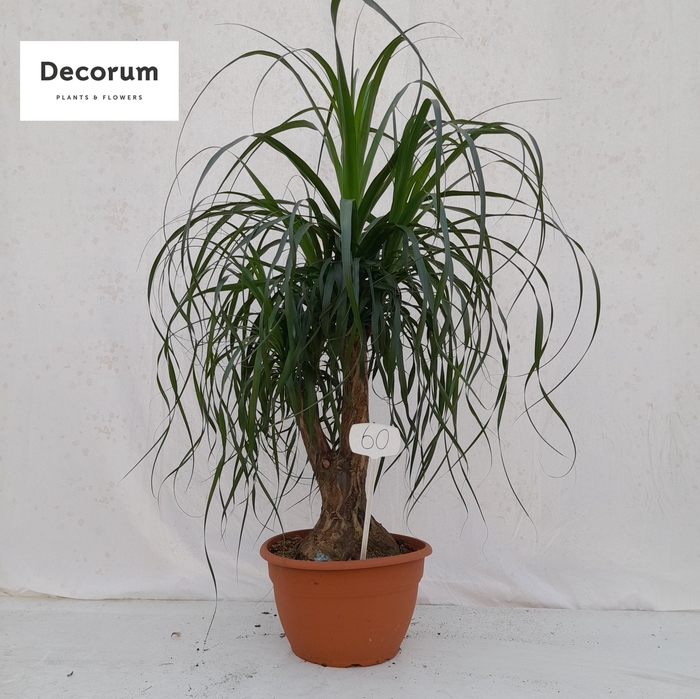 <h4>Beaucarnea vertakt op nummer 60</h4>