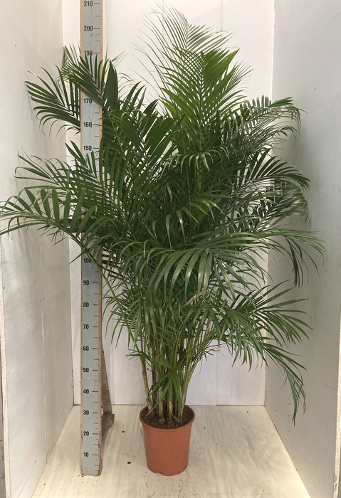 <h4>DYPSIS LUTESCENS</h4>