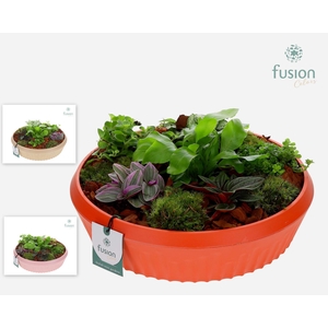 Biologisch afbreekbare schaal Large met Arrangement