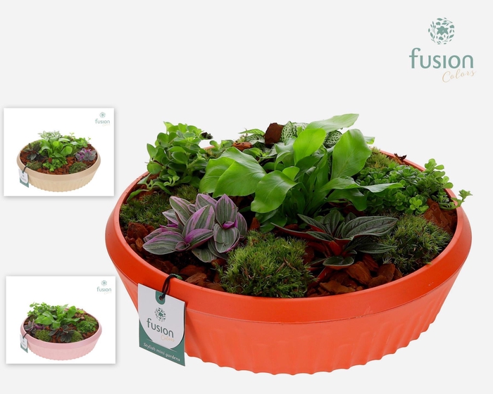 <h4>Biologisch afbreekbare schaal Large met Arrangement</h4>