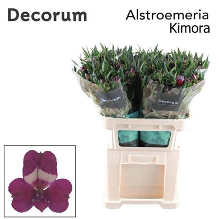 <h4>Alstr Kimora</h4>