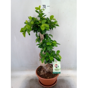 Ficus microcarpa 'Ginseng'