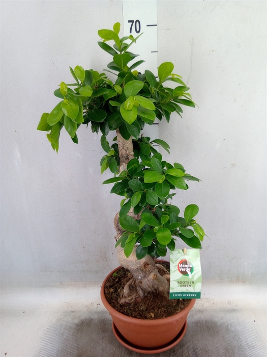 <h4>Ficus microcarpa 'Ginseng'</h4>