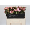 Paeonia Nick Shaylor