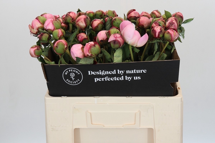 Paeonia Nick Shaylor