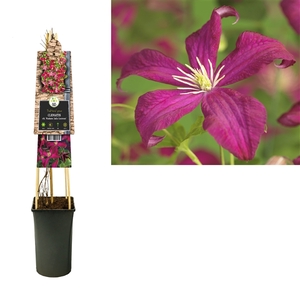 Clematis vit. 'Madame Julia Correvon' +3.0 label