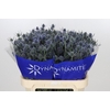 Eryngium Blue Dynamite