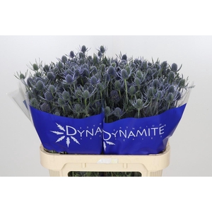 Eryngium Blue Dynamite
