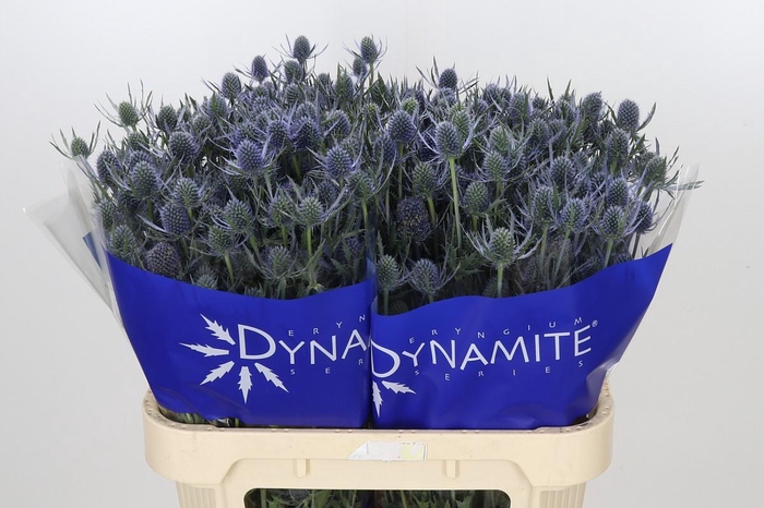 <h4>Eryngium Blue Dynamite</h4>