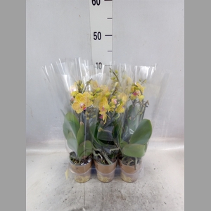 Phalaenopsis multi. 'Ant Lima'