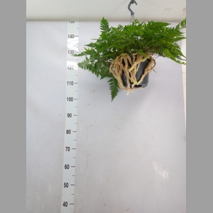 Humata tyermannii