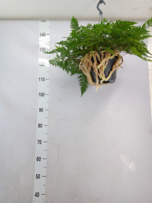 <h4>Humata tyermannii</h4>