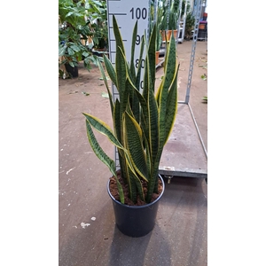 Sansevieria trifa. 'Laurentii'