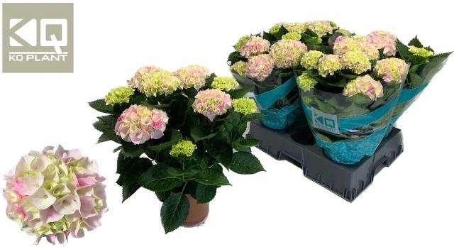 <h4>HYDR M HI DIAMOND</h4>