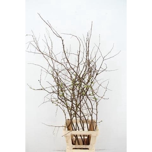 CHAENOMELES SUPERBA WHITE EXTRA 080CM