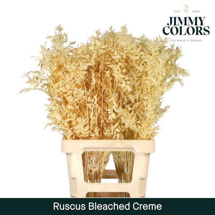 <h4>Ruscus Bleached Italy L70 Creme</h4>