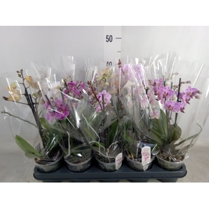 Phalaenopsis multi.   ...mix  4