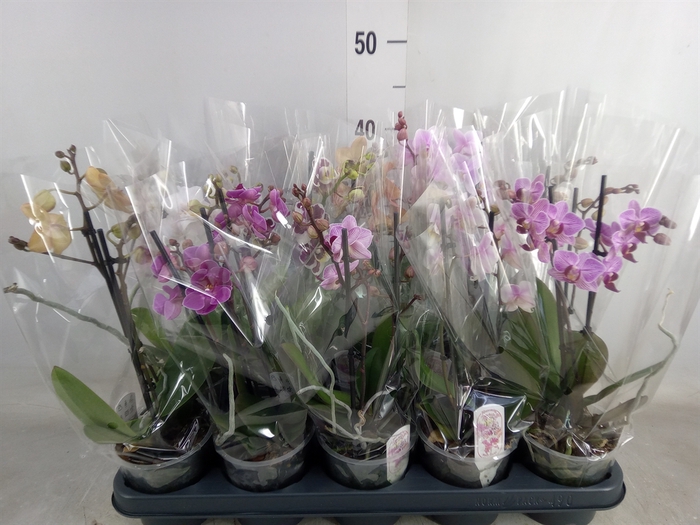 <h4>Phalaenopsis multi.   ...mix  4</h4>