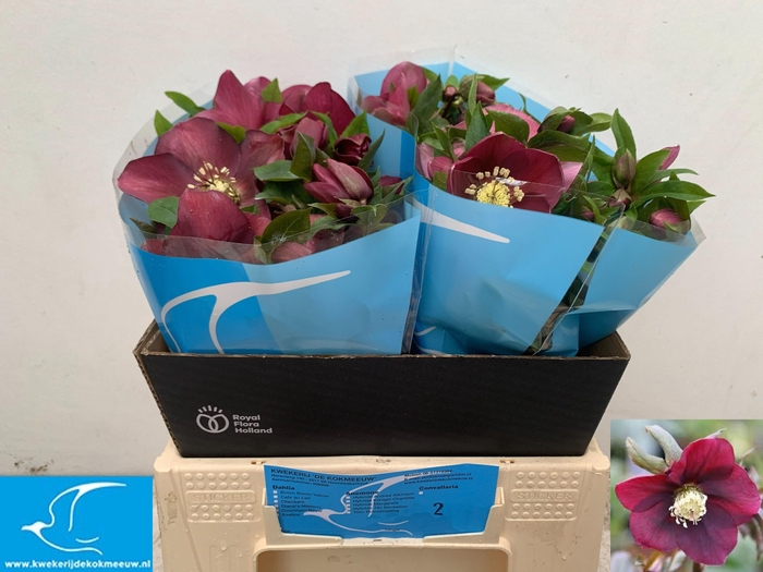 <h4>HELL OR QUEENS RED</h4>