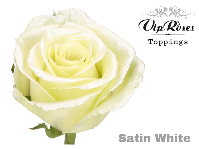 <h4>R Gr Baby Satin White R50 X20</h4>