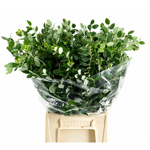 PITTOSPORUM RALPHY