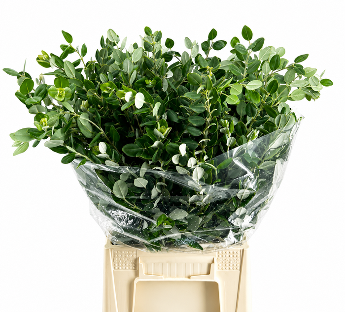 <h4>PITTOSPORUM RALPHY</h4>