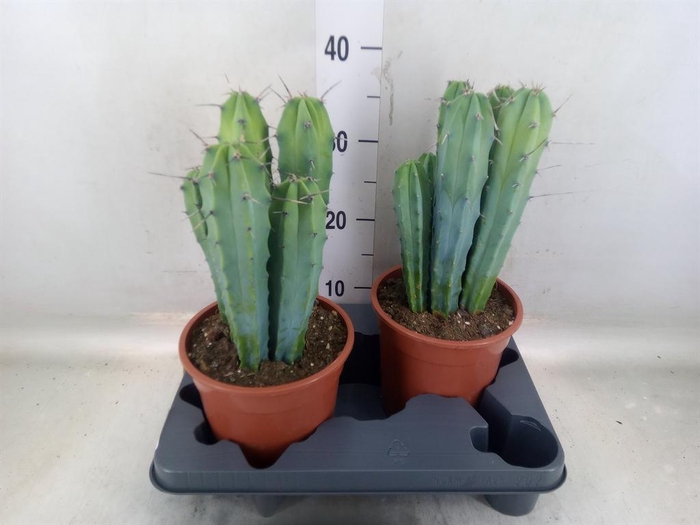 <h4>Cereus   ...</h4>