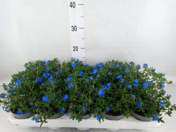 <h4>Glandora diffusa</h4>