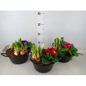 Arr.   Bol/Knolgewas L%