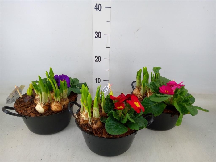 <h4>Arr.   Bol/Knolgewas L%</h4>