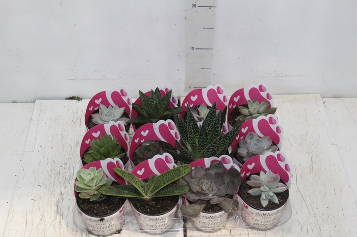 <h4>SUCULENTAS VARIADAS ESPECIAIS P09</h4>