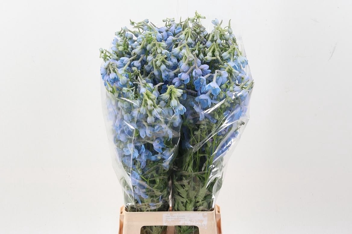 <h4>Delph En Ballkleid</h4>