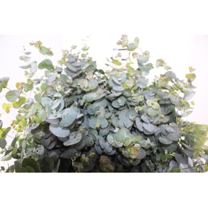 FOLHAGEM EUCAFLOR