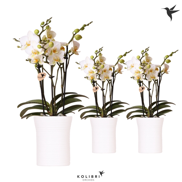 <h4>Kolibri Orchids Phalaenopsis Lausanne 3 spike in Furrow white</h4>